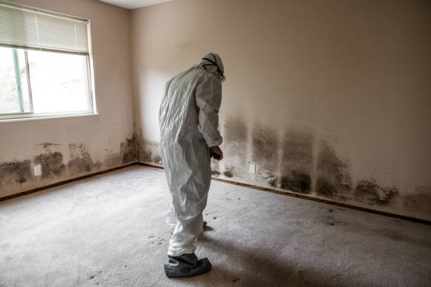 Best Attic Mold Removal  in Wilber, NE